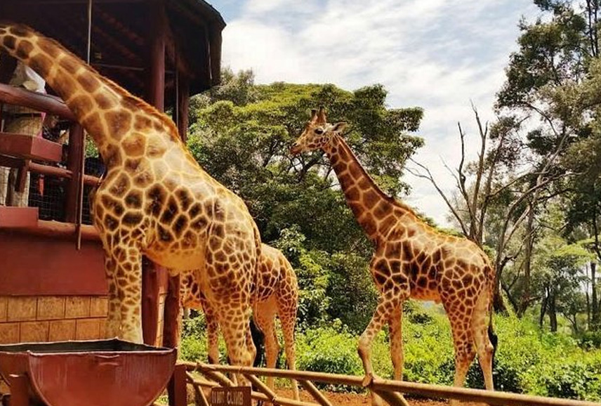 3-Hours-Giraffe-Center-Nairobi-Day-Tour-Kenya-Tru-Nomads-Tours