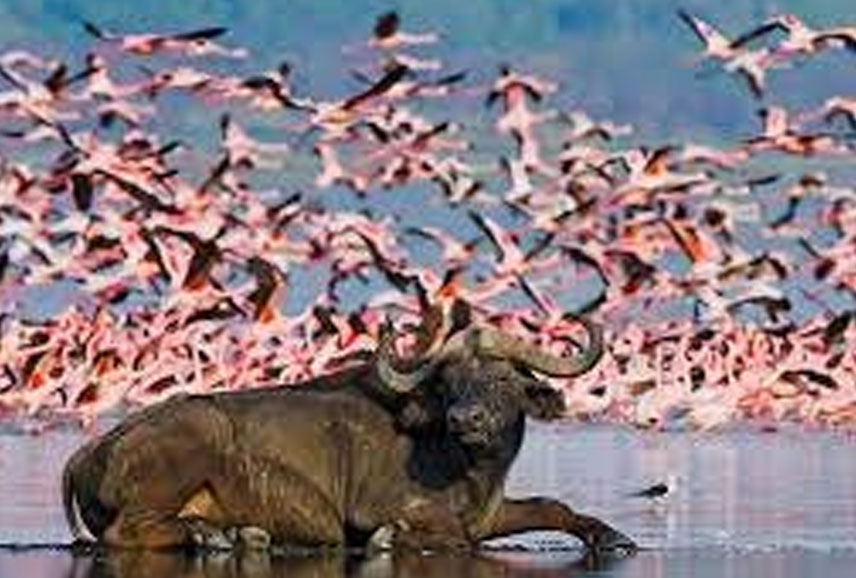 4-Days-Magnificent-Lake-Nakuru-Masai-Mara-Budget-Safari-Kenya-Tru-Nomads-Tours
