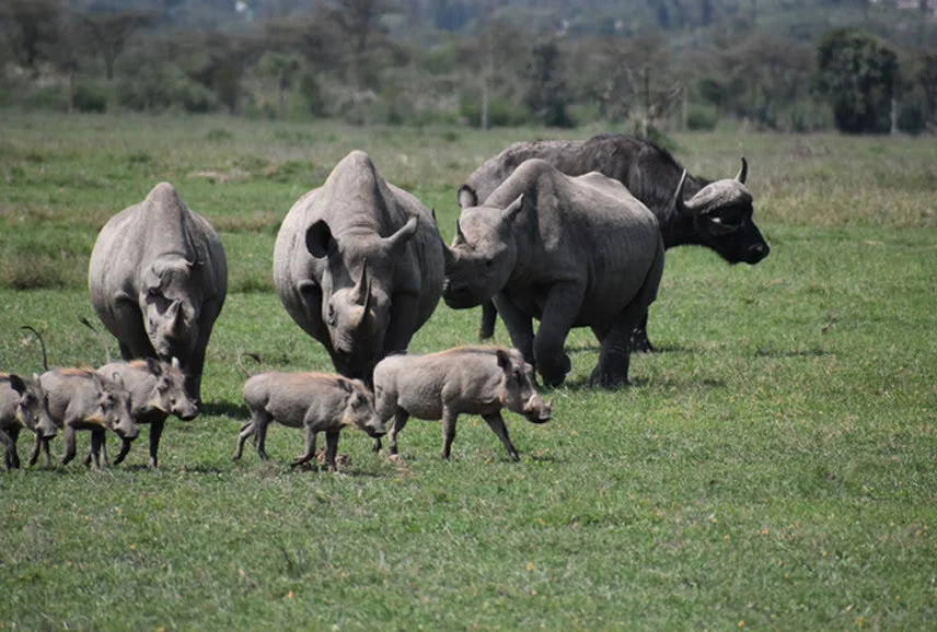 Amboseli-Tsavo-West-Mombasa-Safari-Kenya-Tru-Nomads-Tours