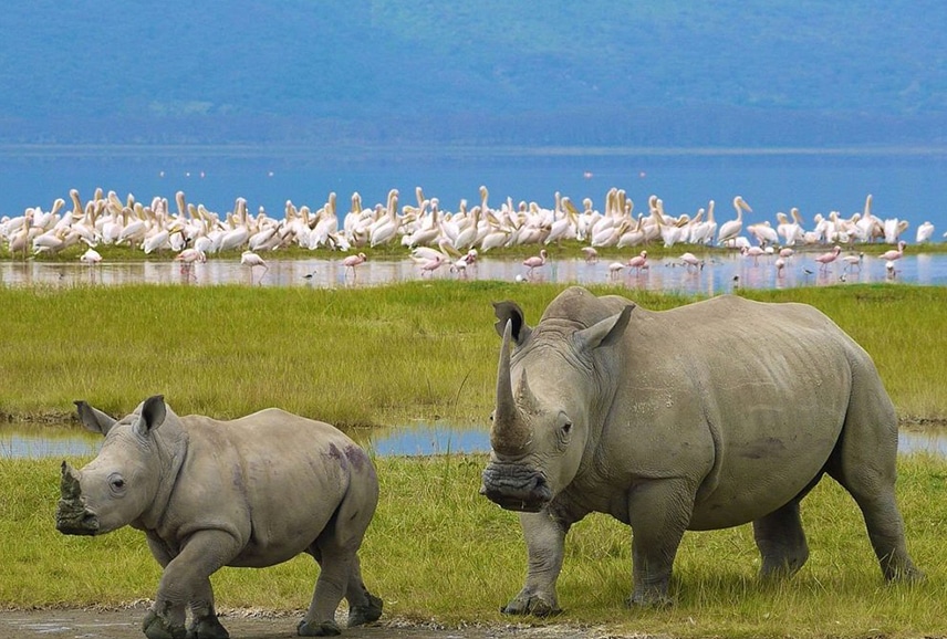 Kenya-Tru-Nomads-Tours-nakuru-national-park
