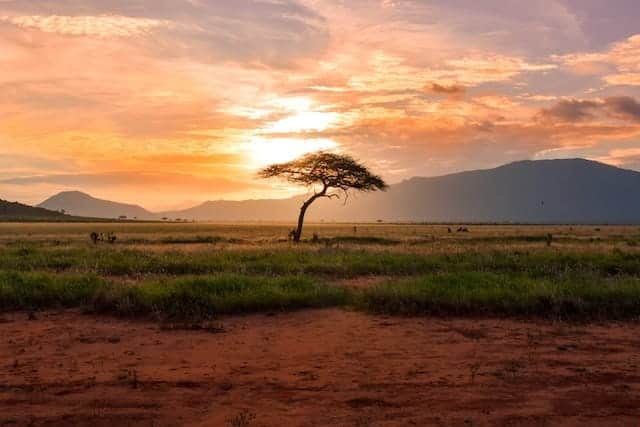 Tsavo West & East Safari