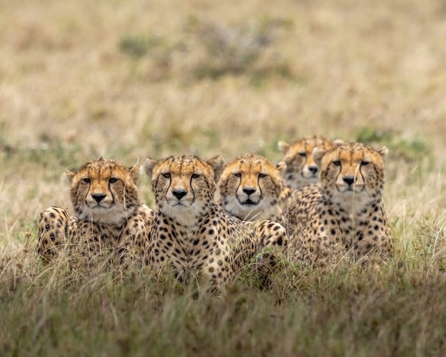 pack of cheetahs laying in the grass