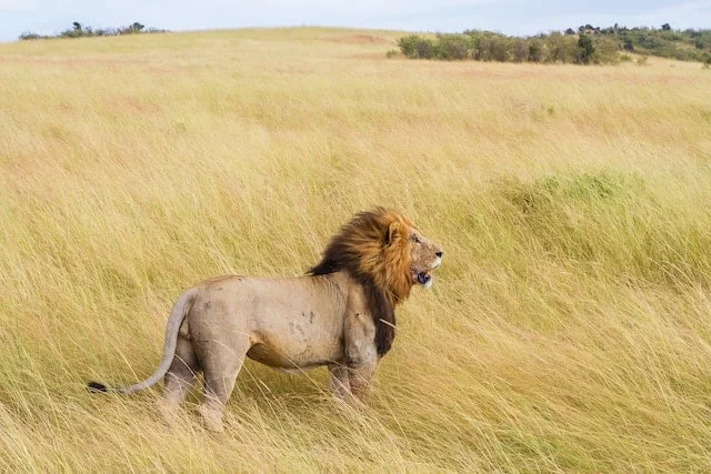 lion in wilderness flatland in africa