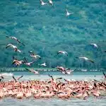 flamingos in water and in flight at lake nakuru