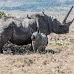 Rhinos and its calf keeping watch