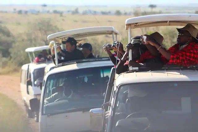tourists taking pictures of wildlife