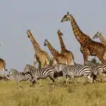 zebras and giraffes at massai mara reserve