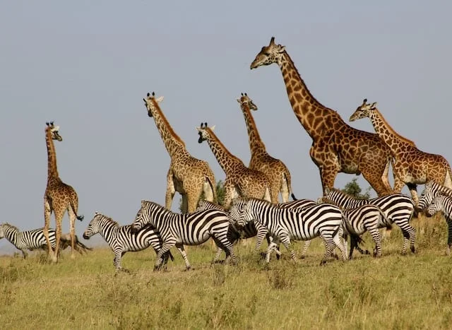 zebras and giraffes at massai mara reserve