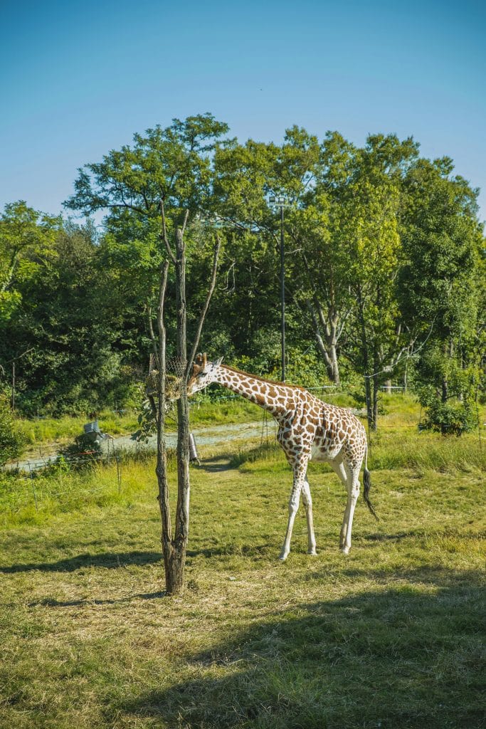 giraffe at arusha national park
