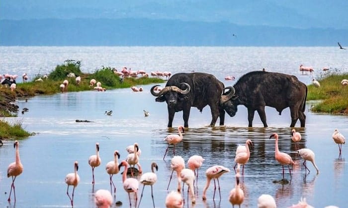 water buffalo and flamingos at lake nakuru