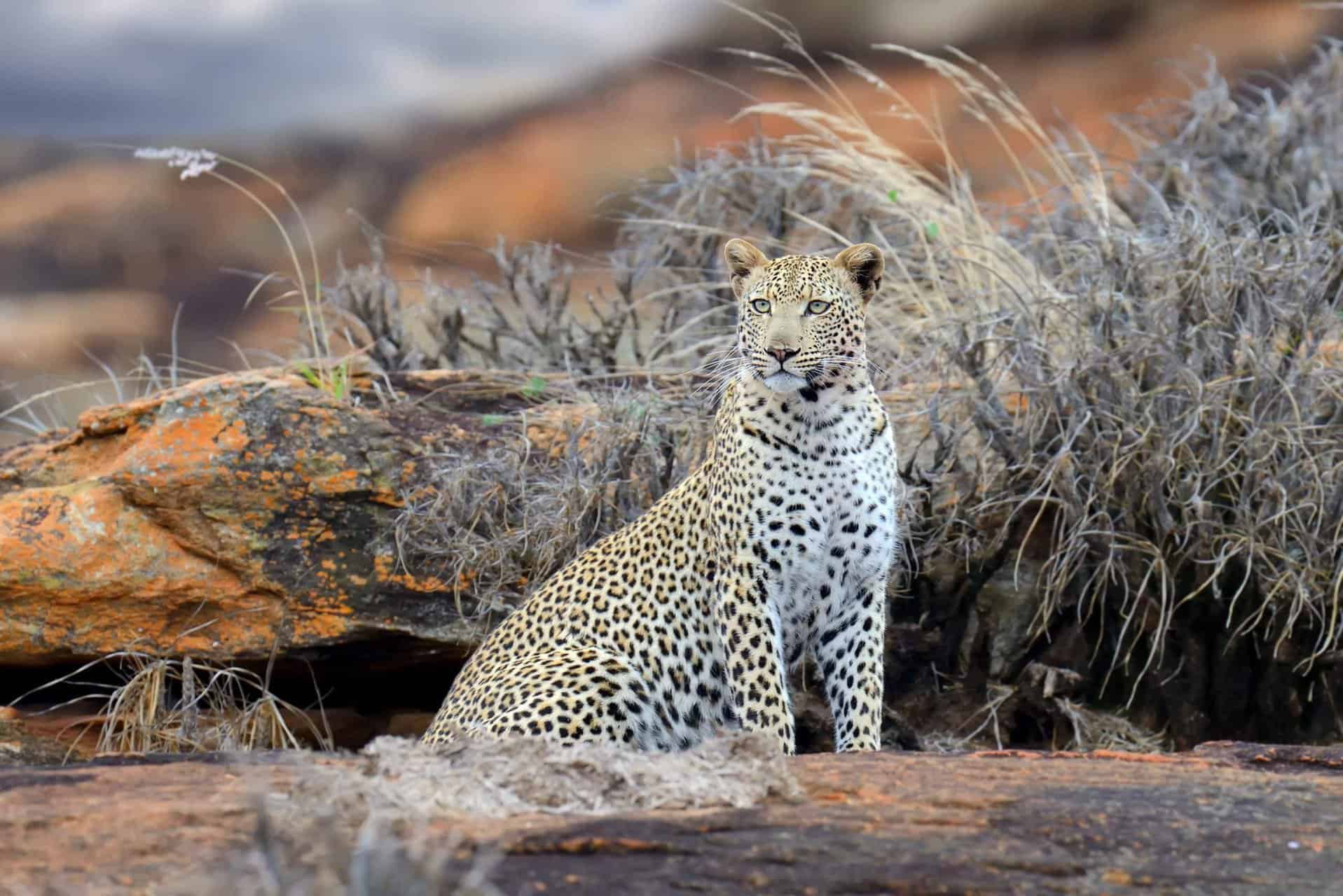 leopard looking off in the distance at tsavo east national park
