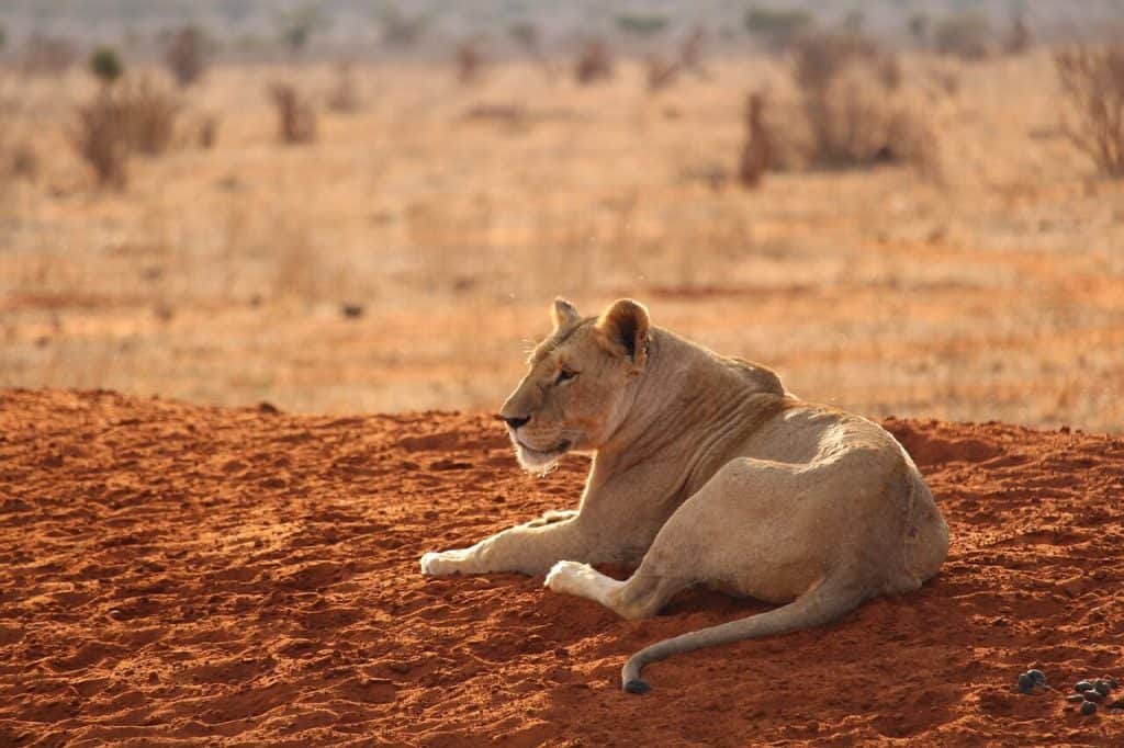 lion at tsavo east national park