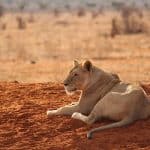 lion at tsavo east national park
