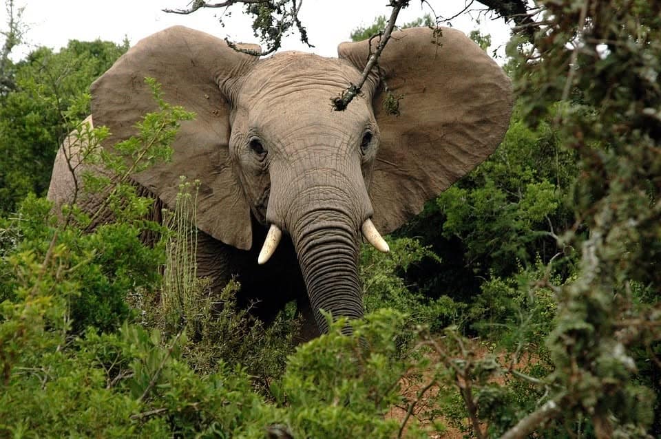 Elephant in lush green bush, showing the green season as an underrated best time for a Kenya safari